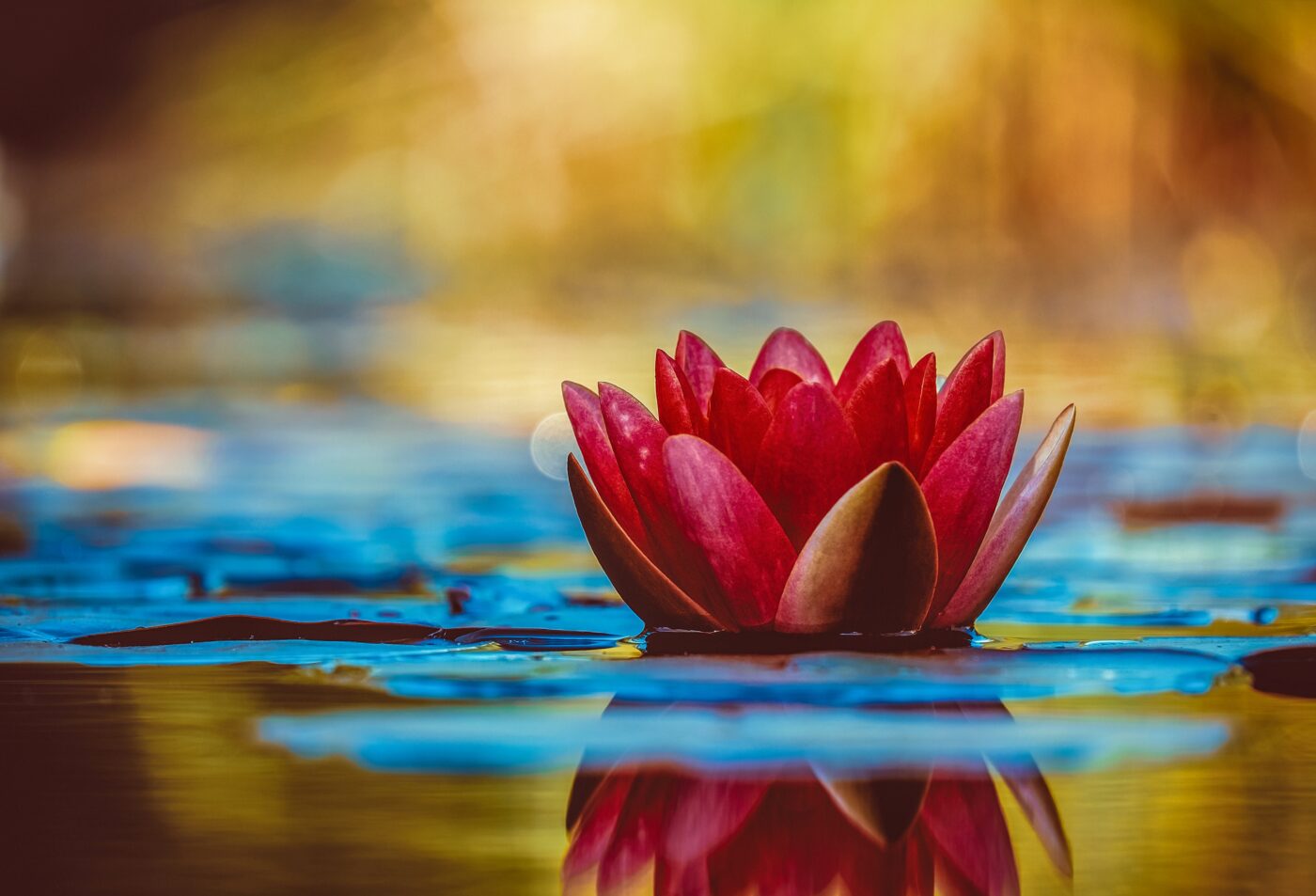 Photo by Couleur: https://www.pexels.com/photo/selective-focus-photography-of-red-waterlily-flower-in-bloom-2302908/